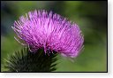 bloemen bloem hdr natuur flora roos rozen tulp tulpen orchidee orchideeen zonnebloem geranium cannabis marihuana wiet hennep sativa indica